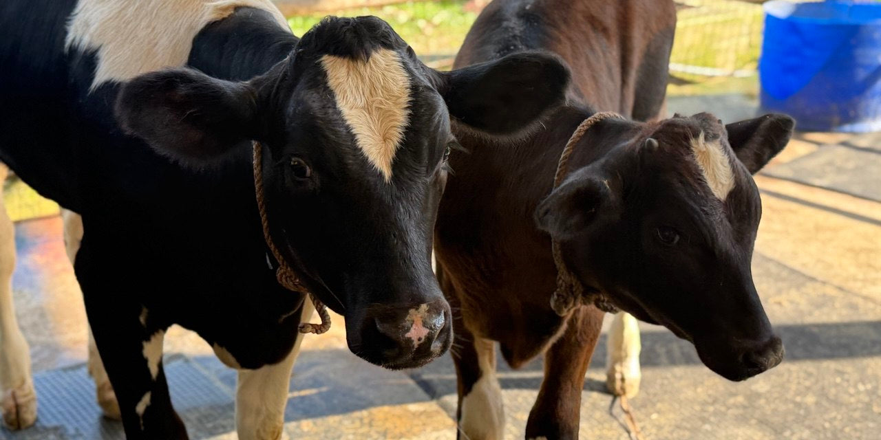 Happy Cows, Happy Skincare: The Secret to Radiance at Shvéta Labs