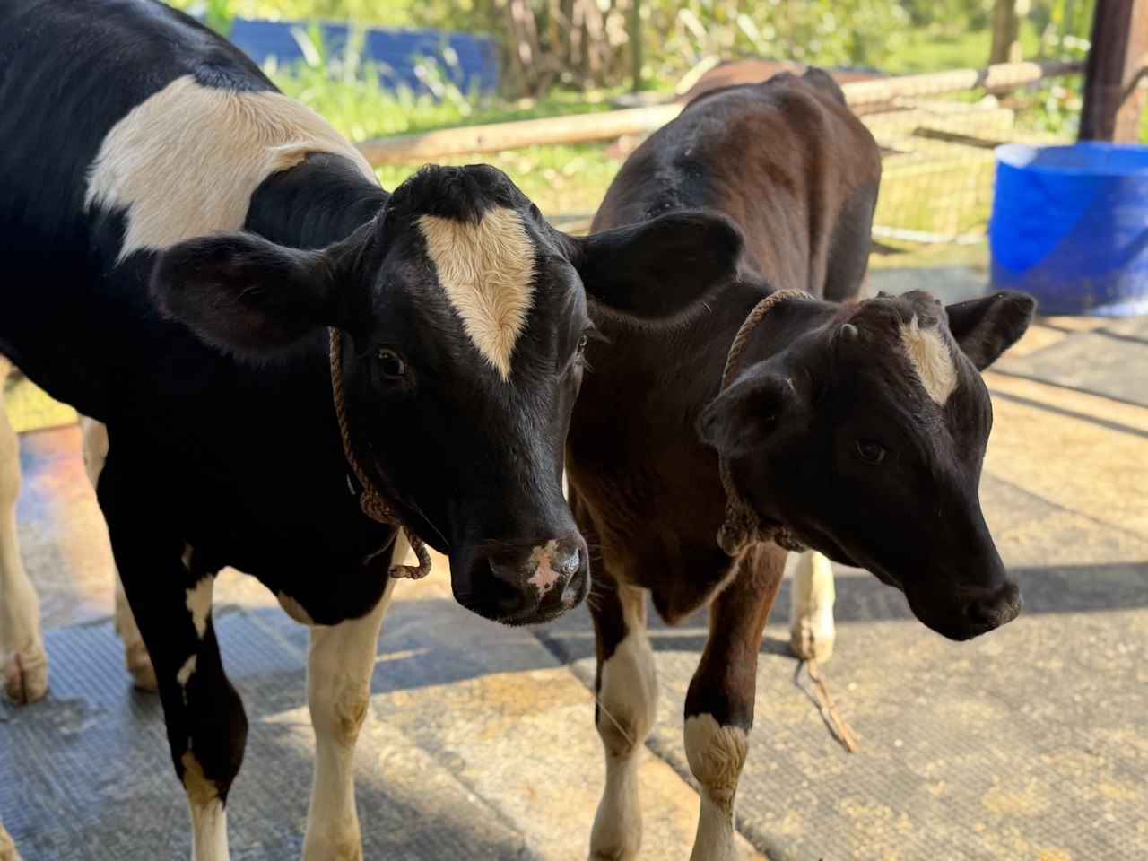 Happy Cows, Happy Skincare: The Secret to Radiance at Shvéta Labs