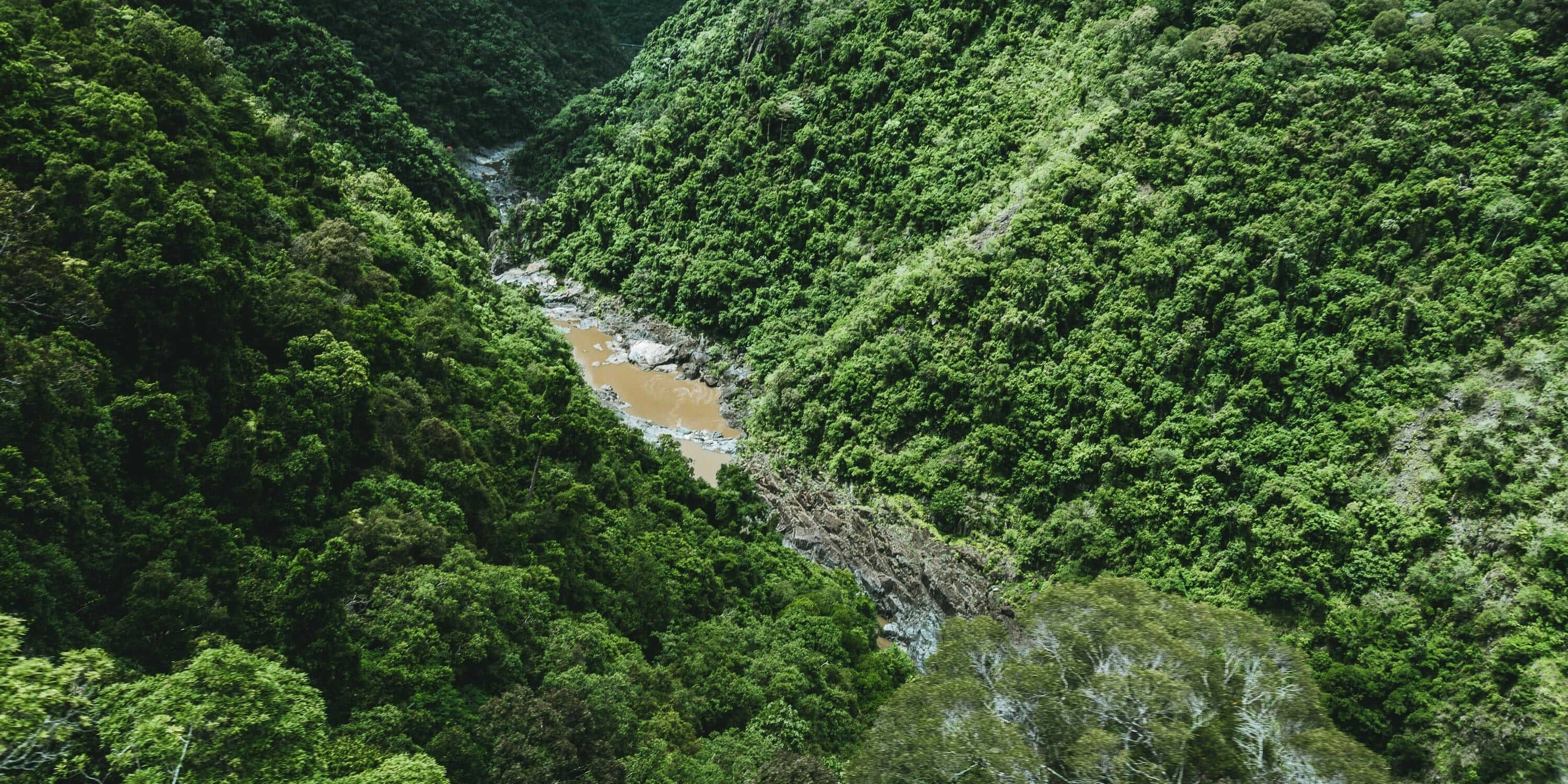 130 Million Year Rainforest: Why Time Shapes Our Ghee