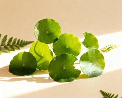 Centella Asiatica