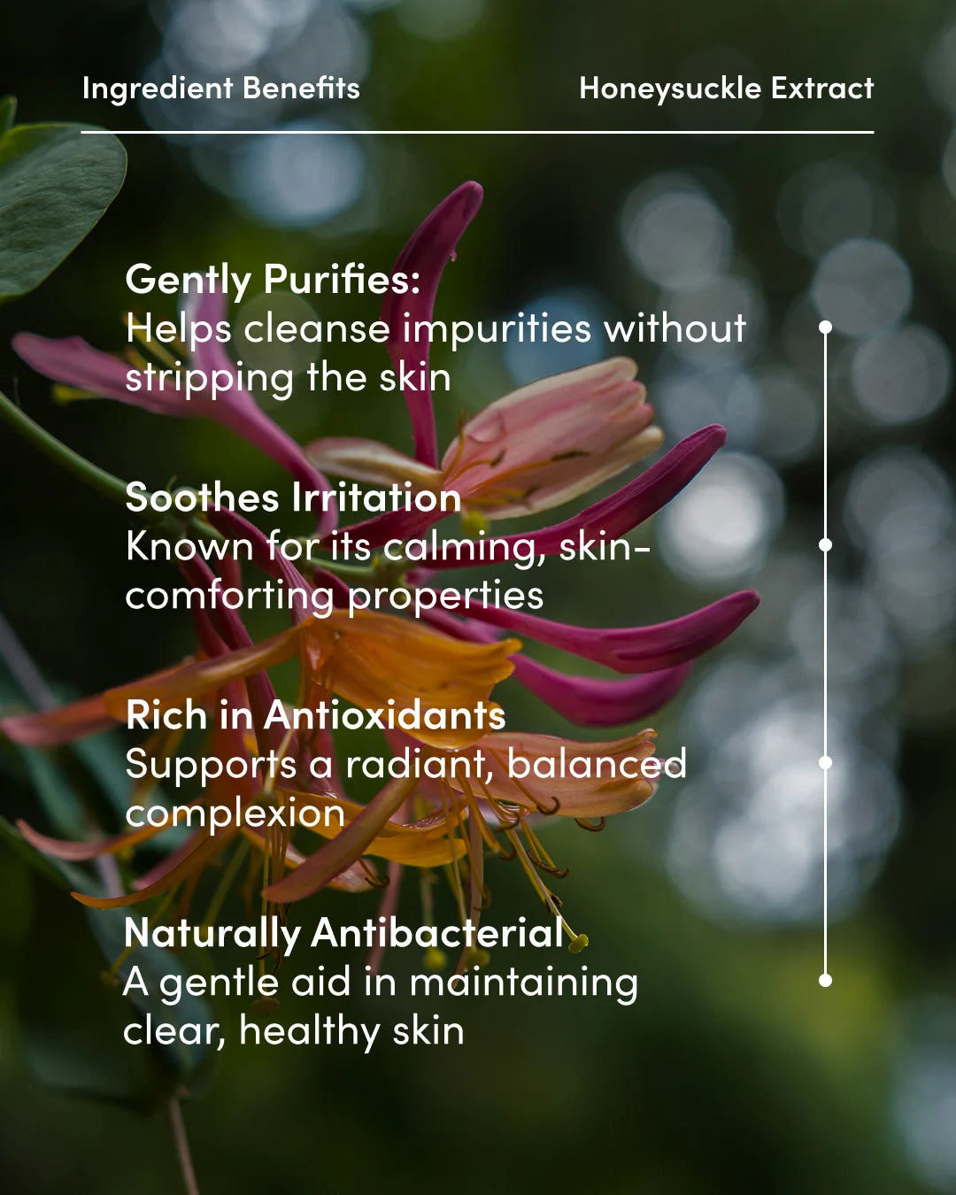 Honeysuckle flower with text on ingredient benefits against a blurred natural background