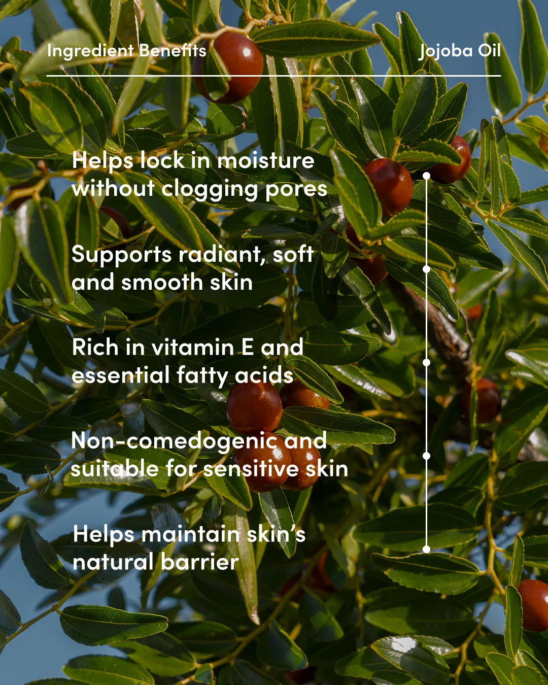 Jojoba oil plant with benefits listed on a green background
