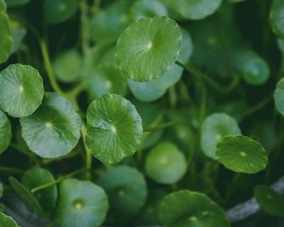 Centella Asiatica
