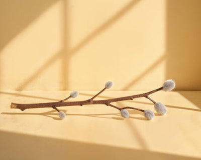 White Willow Extract