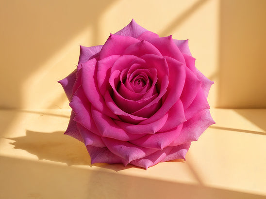 Damask Rose