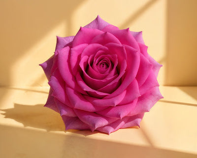 Damask Rose