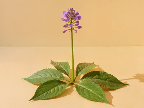 Bakuchiol