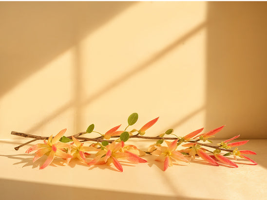 Honeysuckle Extract